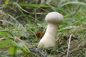 plooivoetstuifzwam (lycoperdon excipuliforme) 10-2024 1366